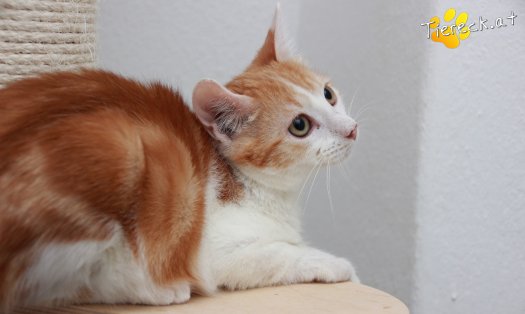 Katze Jesper (Foto by Tiereck.at - Lavanttaler Tierhilfe)