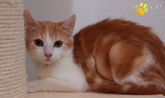 Katze Jesper (Foto by Tiereck.at - Lavanttaler Tierhilfe)
