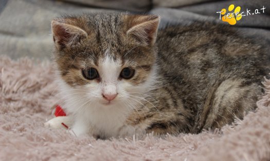 Katze June (Foto by Tiereck.at - Lavanttaler Tierhilfe)