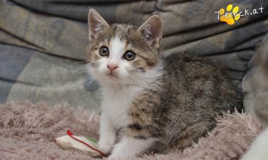 Katze June (Foto by Tiereck.at - Lavanttaler Tierhilfe)