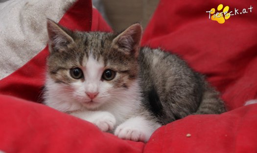Katze June (Foto by Tiereck.at - Lavanttaler Tierhilfe)