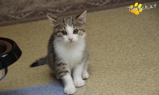 Katze June (Foto by Tiereck.at - Lavanttaler Tierhilfe)