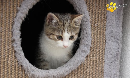 Katze June (Foto by Tiereck.at - Lavanttaler Tierhilfe)
