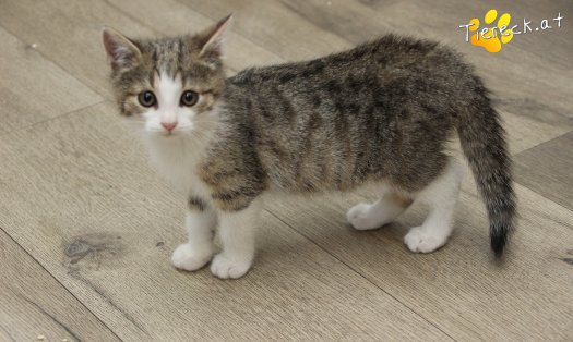Katze June (Foto by Tiereck.at - Lavanttaler Tierhilfe)