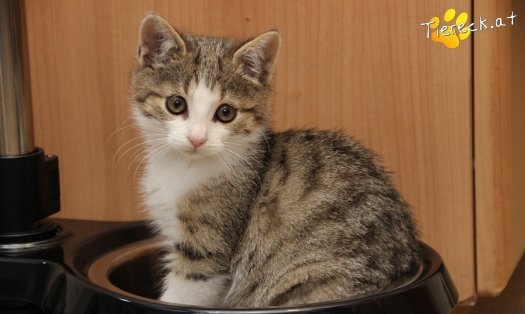 Katze June (Foto by Tiereck.at - Lavanttaler Tierhilfe)