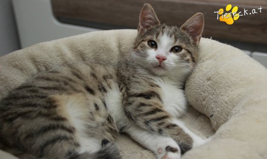Katze June (Foto by Tiereck.at - Lavanttaler Tierhilfe)