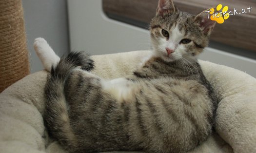 Katze June (Foto by Tiereck.at - Lavanttaler Tierhilfe)