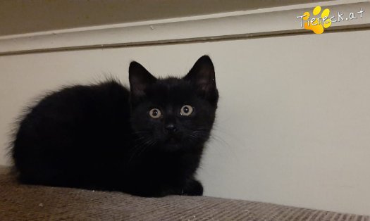 Katze Zingaro (Foto by Tiereck.at - Lavanttaler Tierhilfe)
