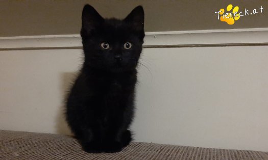 Katze Zingaro (Foto by Tiereck.at - Lavanttaler Tierhilfe)