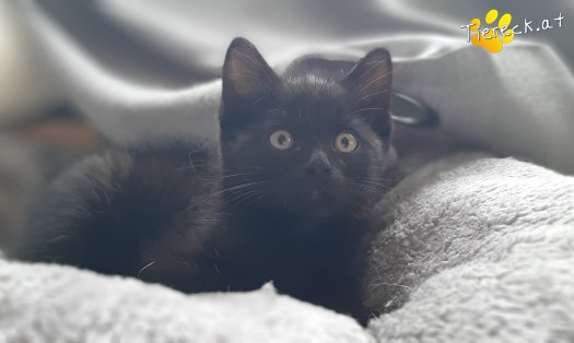 Katze Zingaro (Foto by Tiereck.at - Lavanttaler Tierhilfe)