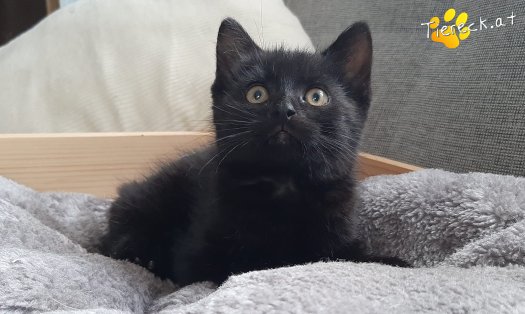 Katze Zingaro (Foto by Tiereck.at - Lavanttaler Tierhilfe)