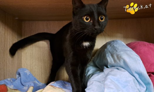 Katze Banshee (Foto by Tiereck.at - Lavanttaler Tierhilfe)