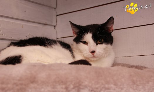 Katze Finn (Foto by Tiereck.at - Lavanttaler Tierhilfe)