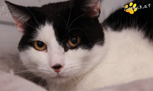 Katze Finn (Foto by Tiereck.at - Lavanttaler Tierhilfe)