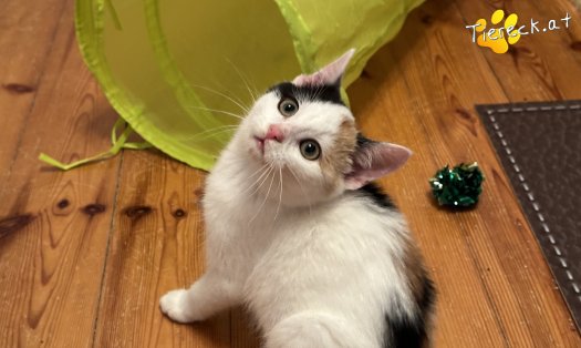 Katze Bahati (Foto by Tiereck.at - Lavanttaler Tierhilfe)