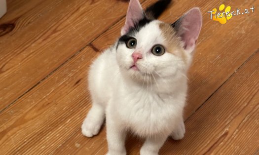 Katze Bahati (Foto by Tiereck.at - Lavanttaler Tierhilfe)