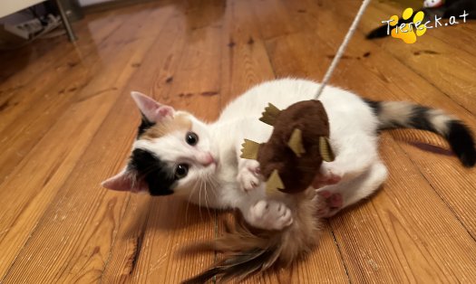 Katze Bahati (Foto by Tiereck.at - Lavanttaler Tierhilfe)