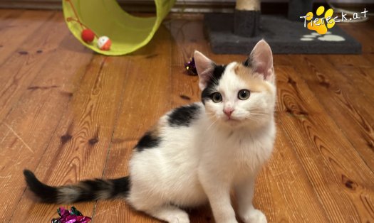Katze Bahati (Foto by Tiereck.at - Lavanttaler Tierhilfe)