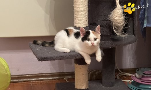 Katze Bahati (Foto by Tiereck.at - Lavanttaler Tierhilfe)