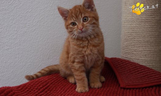 Katze Manolo (Foto by Tiereck.at - Lavanttaler Tierhilfe)
