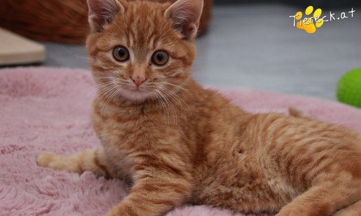 Katze Manolo (Foto by Tiereck.at - Lavanttaler Tierhilfe)