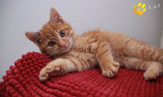 Katze Manolo (Foto by Tiereck.at - Lavanttaler Tierhilfe)
