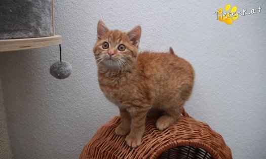 Katze Manolo (Foto by Tiereck.at - Lavanttaler Tierhilfe)