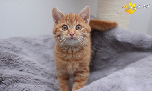 Katze Manolo (Foto by Tiereck.at - Lavanttaler Tierhilfe)