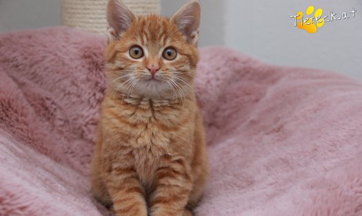 Katze Manolo (Foto by Tiereck.at - Lavanttaler Tierhilfe)
