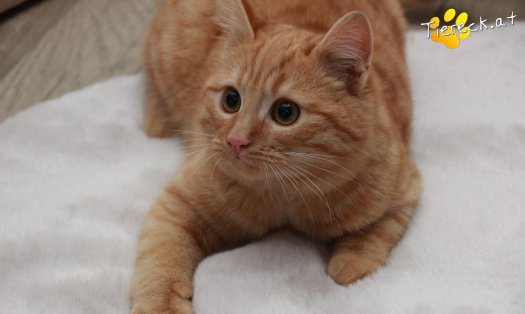 Katze Pina (Foto by Tiereck.at - Lavanttaler Tierhilfe)