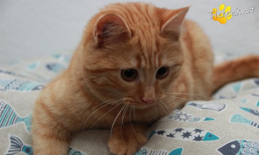 Katze Pina (Foto by Tiereck.at - Lavanttaler Tierhilfe)
