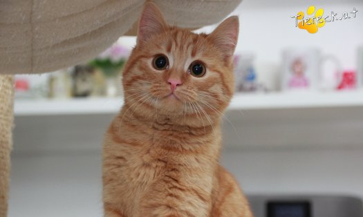 Katze Pina (Foto by Tiereck.at - Lavanttaler Tierhilfe)