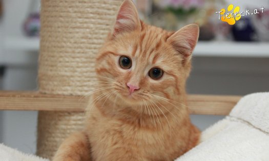 Katze Pina (Foto by Tiereck.at - Lavanttaler Tierhilfe)