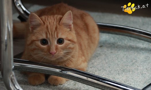 Katze Pina (Foto by Tiereck.at - Lavanttaler Tierhilfe)