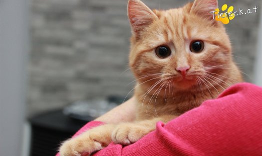 Katze Pina (Foto by Tiereck.at - Lavanttaler Tierhilfe)