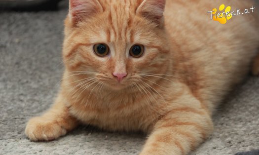 Katze Pina (Foto by Tiereck.at - Lavanttaler Tierhilfe)