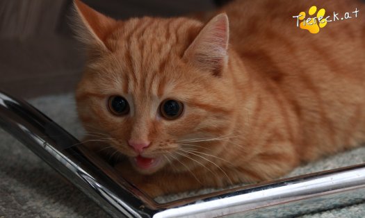 Katze Pina (Foto by Tiereck.at - Lavanttaler Tierhilfe)