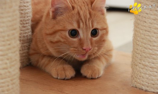 Katze Pina (Foto by Tiereck.at - Lavanttaler Tierhilfe)