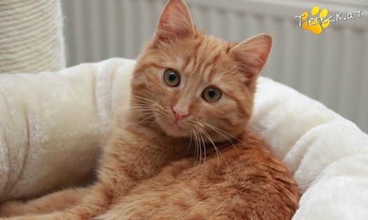 Katze Pina (Foto by Tiereck.at - Lavanttaler Tierhilfe)