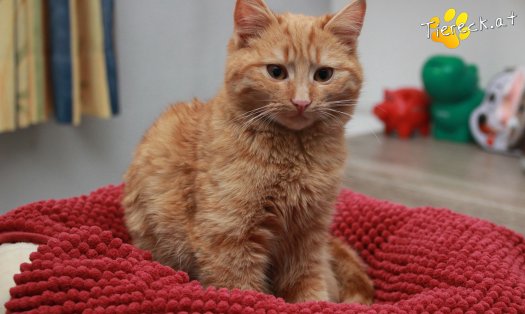 Katze Pina (Foto by Tiereck.at - Lavanttaler Tierhilfe)