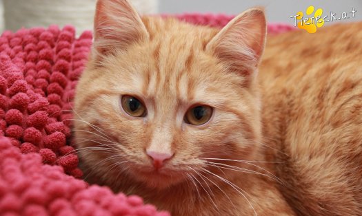 Katze Pina (Foto by Tiereck.at - Lavanttaler Tierhilfe)