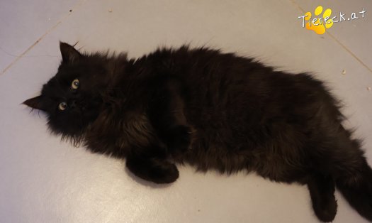 Katze Connor (Foto by Tiereck.at - Lavanttaler Tierhilfe)