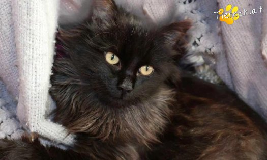 Katze Connor (Foto by Tiereck.at - Lavanttaler Tierhilfe)
