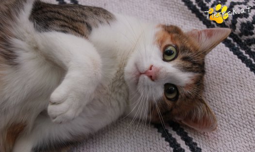 Katze Scarlett (Foto by Tiereck.at - Lavanttaler Tierhilfe)