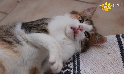 Katze Scarlett (Foto by Tiereck.at - Lavanttaler Tierhilfe)