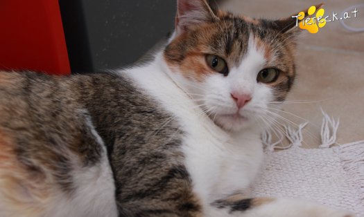 Katze Scarlett (Foto by Tiereck.at - Lavanttaler Tierhilfe)