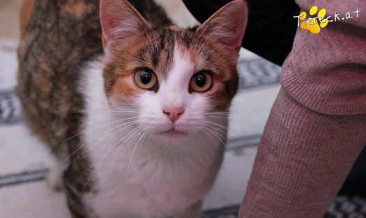 Katze Scarlett (Foto by Tiereck.at - Lavanttaler Tierhilfe)