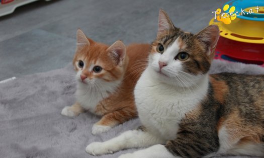 Katze Scarlett (Foto by Tiereck.at - Lavanttaler Tierhilfe)