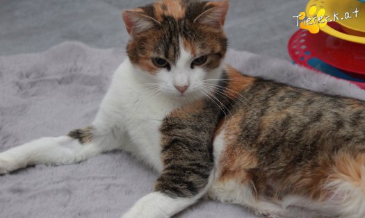 Katze Scarlett (Foto by Tiereck.at - Lavanttaler Tierhilfe)