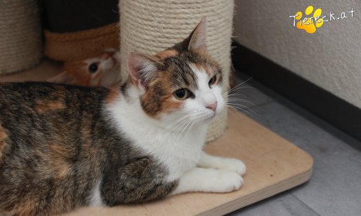 Katze Scarlett (Foto by Tiereck.at - Lavanttaler Tierhilfe)